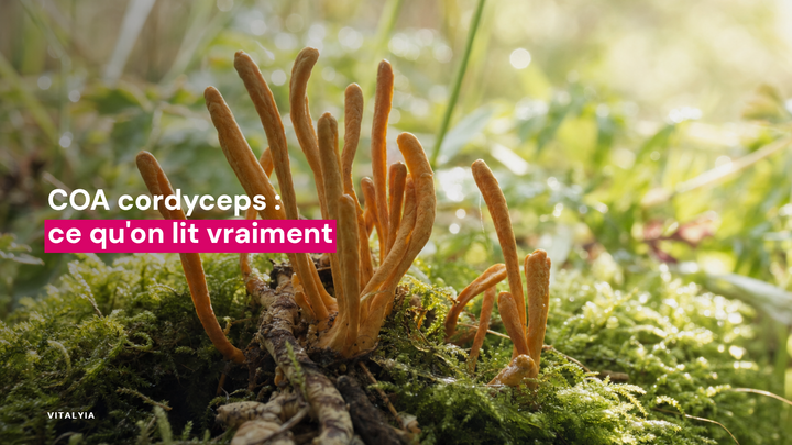 Gros plan sur des champignons cordyceps orange poussant sur de la mousse verte.