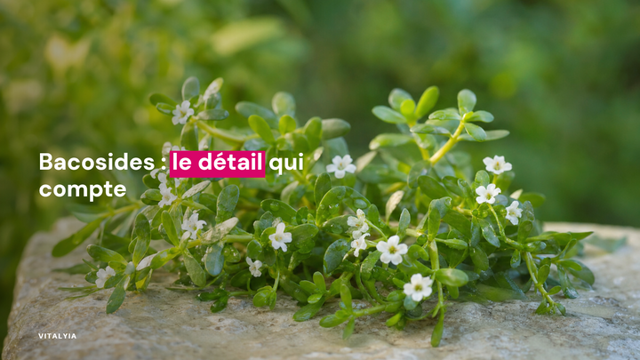 Plante Bacopa monnieri avec petites fleurs blanches sur une surface en pierre