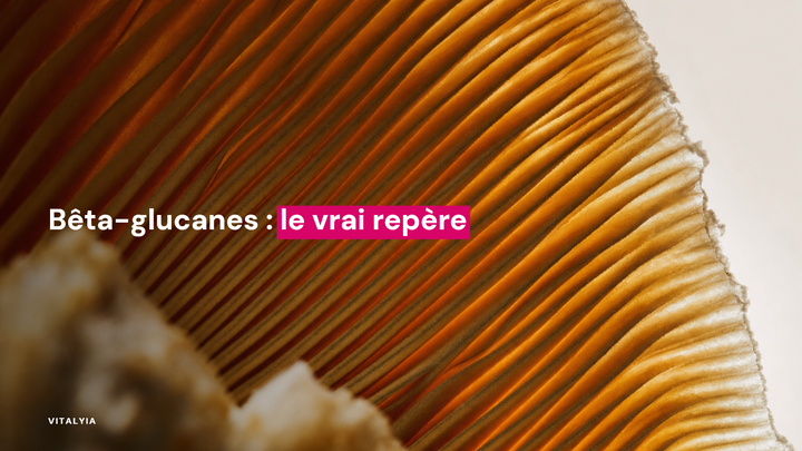 Gros plan sur les lamelles d'un champignon avec une lumière chaude