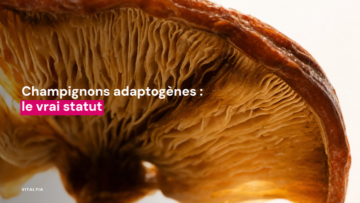 Gros plan sur les lamelles d'un champignon séché