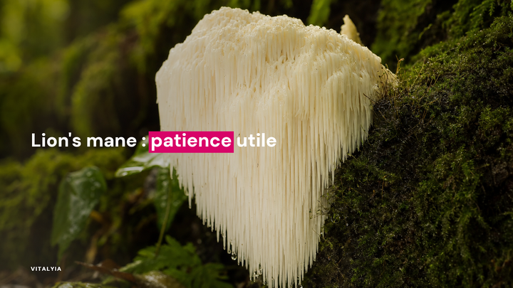 Gros plan d'un champignon hérisson blanc sur un tronc couvert de mousse.