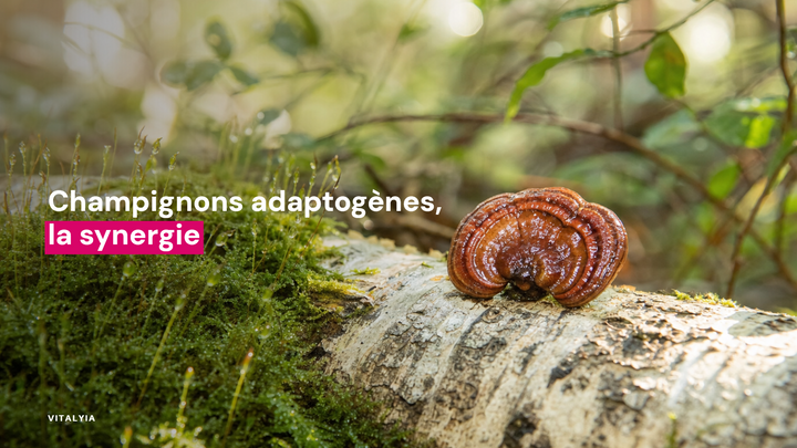 Champignon reishi vernissé sur un tronc d'arbre avec de la mousse