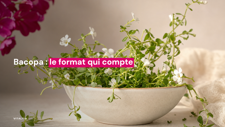 Un bol en céramique contenant des plantes vertes avec de petites fleurs blanches.