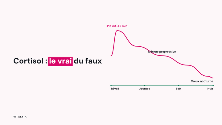 Courbe du cortisol distinguant le rythme réel de la journée du bruit marketing