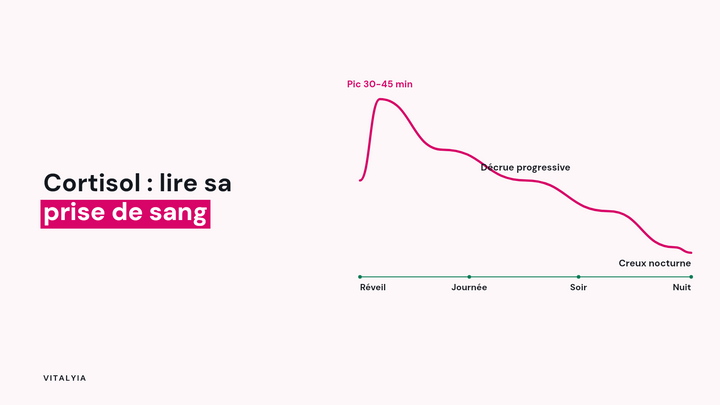 Courbe du cortisol montrant le pic du matin qui justifie le prélèvement à 8h