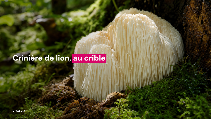 Gros plan sur un champignon hérisson blanc dans une forêt verdoyante