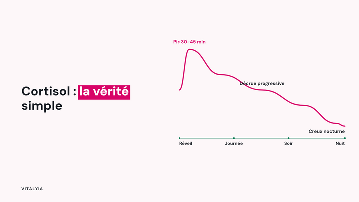 Courbe du cortisol au fil de la journée : pic au réveil, décrue progressive, creux nocturne