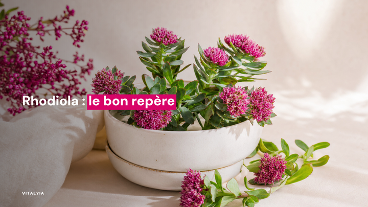 Un bol en céramique blanche contenant des fleurs de rhodiola roses sur une surface beige.