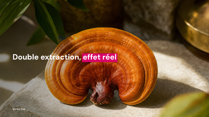 Gros plan d'un champignon reishi posé sur une surface en pierre avec des feuilles en arrière-plan