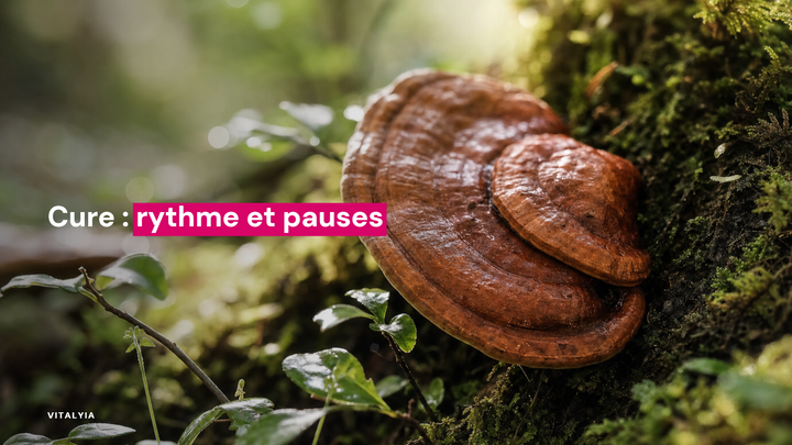 Gros plan sur un champignon brun poussant sur un tronc couvert de mousse dans une forêt.