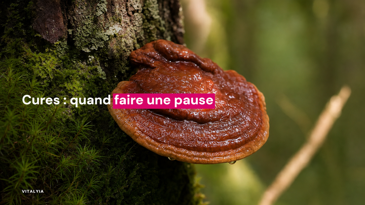 Gros plan d'un champignon brun poussant sur un tronc d'arbre avec de la mousse verte.