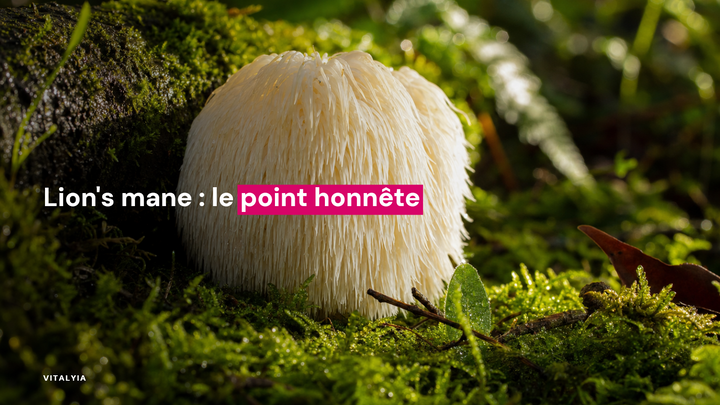 Un champignon blanc hérissé pousse sur un sol couvert de mousse verte