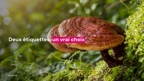 Gros plan sur un champignon brun sur un lit de mousse verte avec un arrière-plan flou.