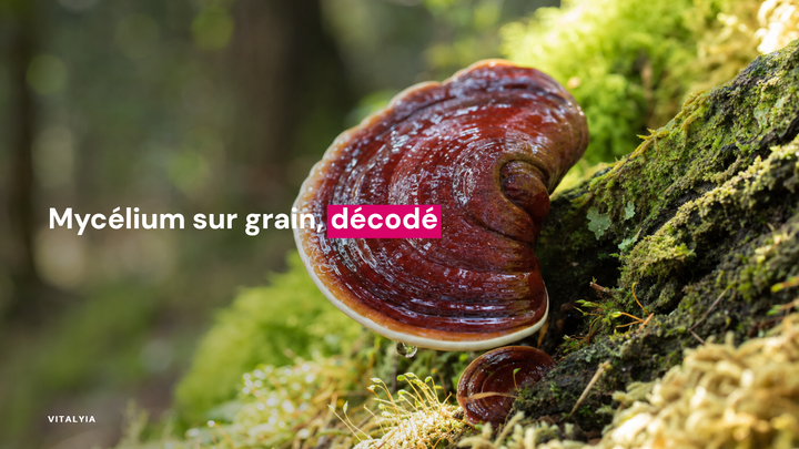 Gros plan d'un champignon rouge brillant poussant sur un tronc couvert de mousse