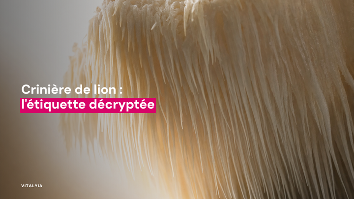 Gros plan sur les filaments d'un champignon hérisson éclairés par une lumière douce
