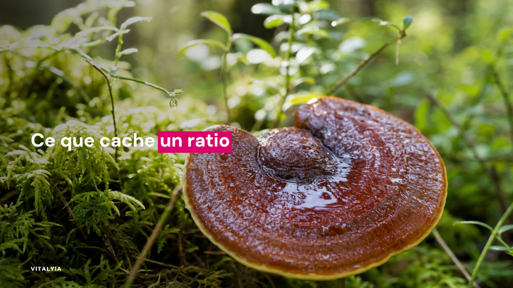 Gros plan d'un champignon reishi sur un lit de mousse verte en forêt