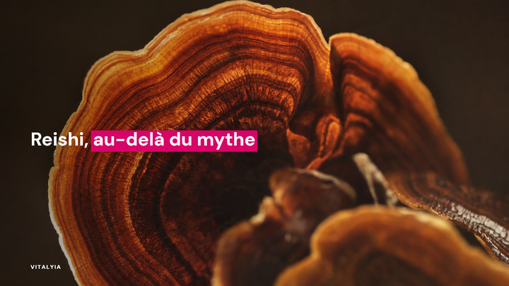 Gros plan sur un champignon reishi avec des nuances de brun et d'orange