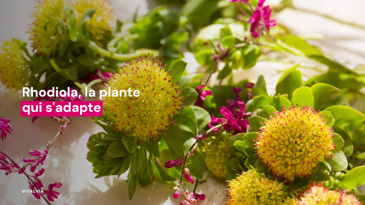 Fleurs jaunes et roses entourées de feuilles vertes sur un fond lumineux