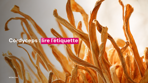 Gros plan de cordyceps séchés avec une lumière douce